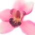 Pink Orchid Floral Art Print